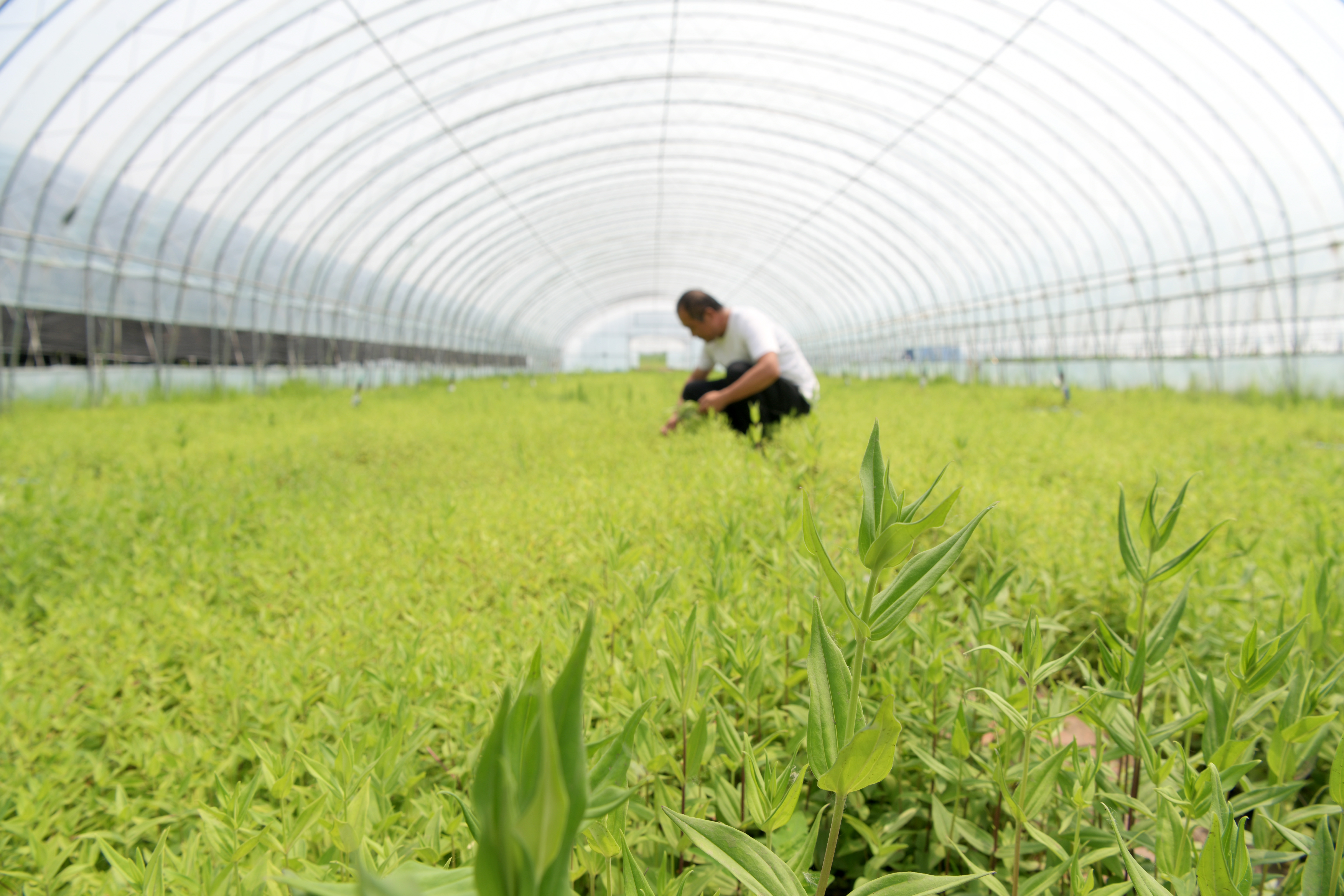 黑龙江望奎:种植中草药 脱贫奔小康