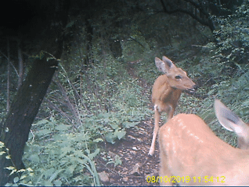 绿色成为北京冬奥会的最亮底色
