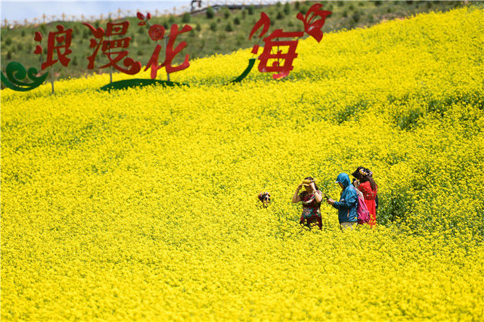 【】高原花开迎客来