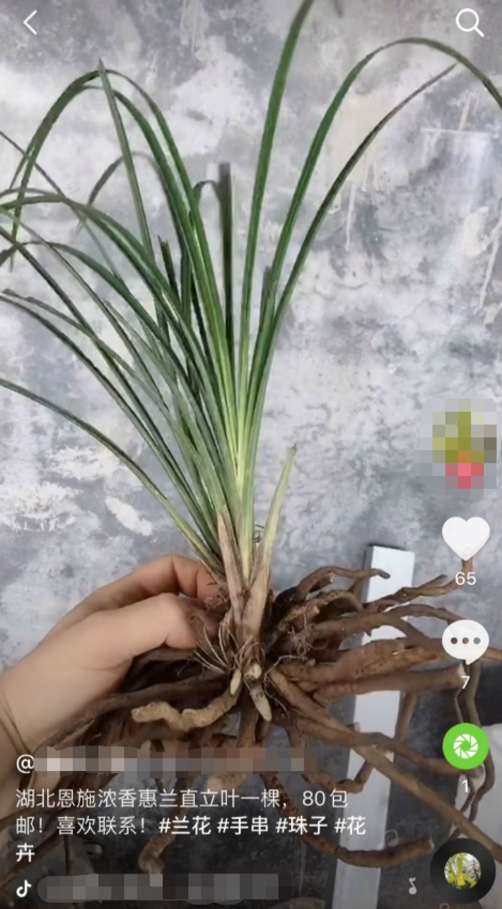 北京日报客户端博主直播用濒危雪莲花泡面！专家：标本都不舍得采