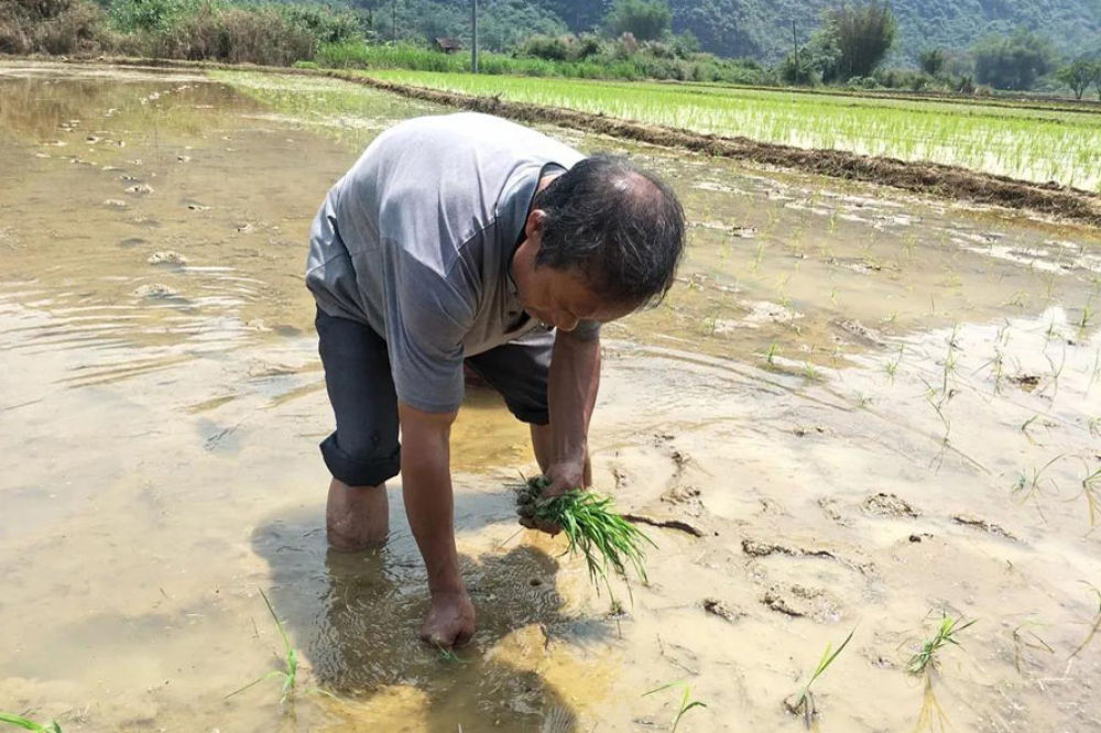 小桑蚕开启致富路——老黄脱贫记