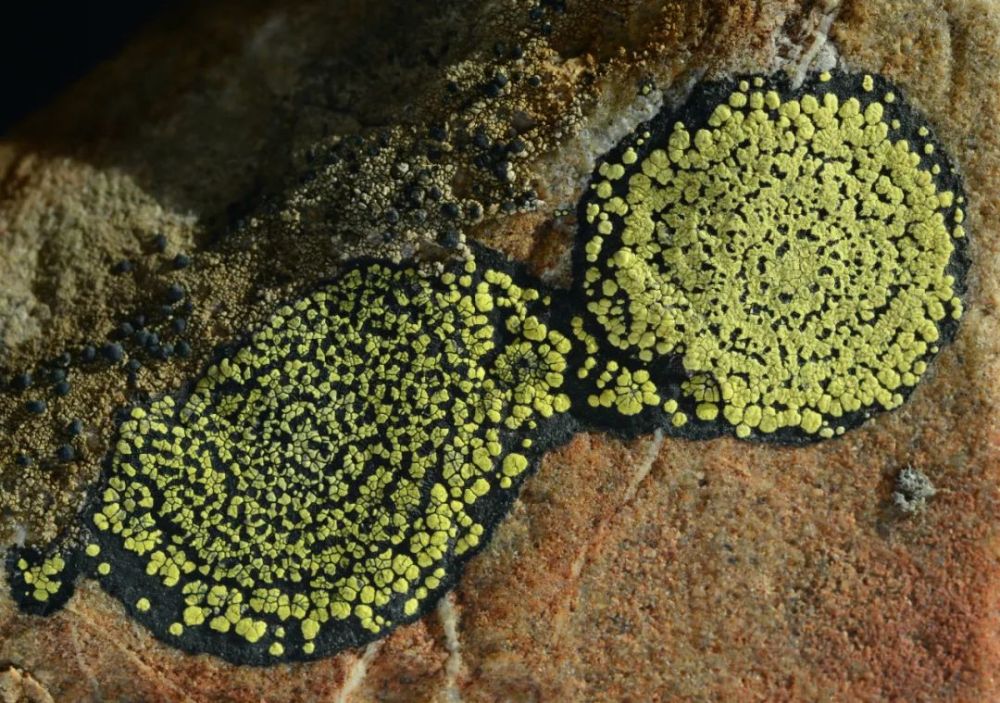 有一种中国生物,最适宜到火星开拓"生命空间"