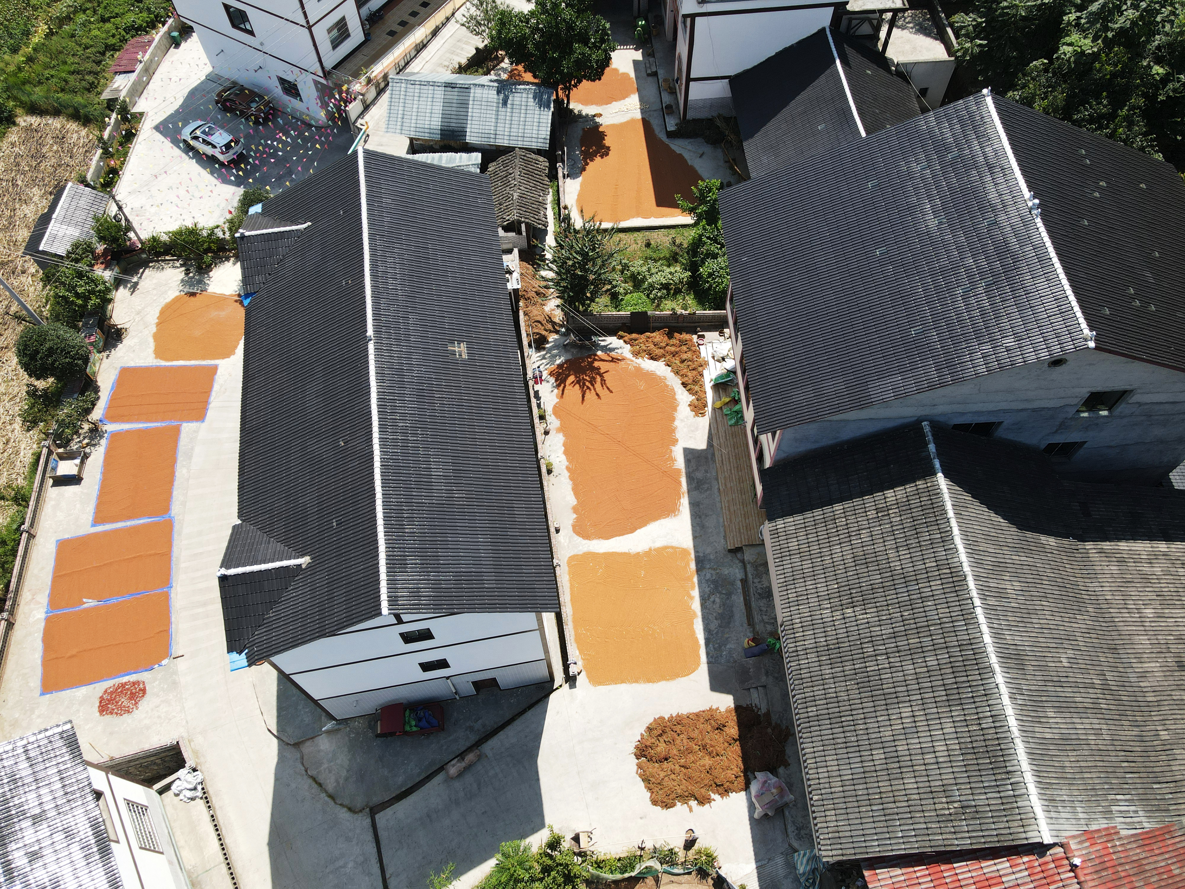 貴州遵義:釀酒高粱映紅小康路