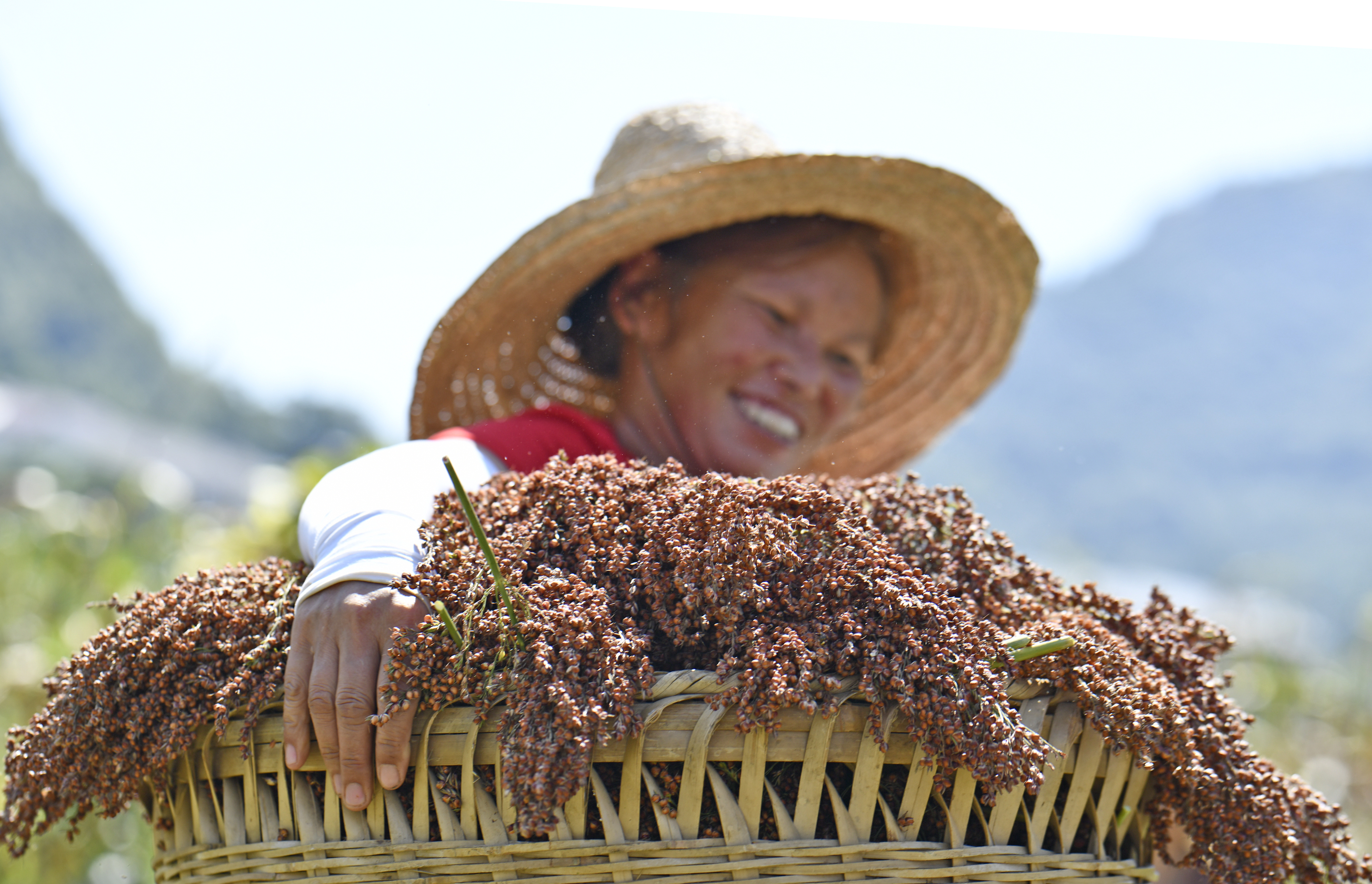 貴州遵義:釀酒高粱映紅小康路