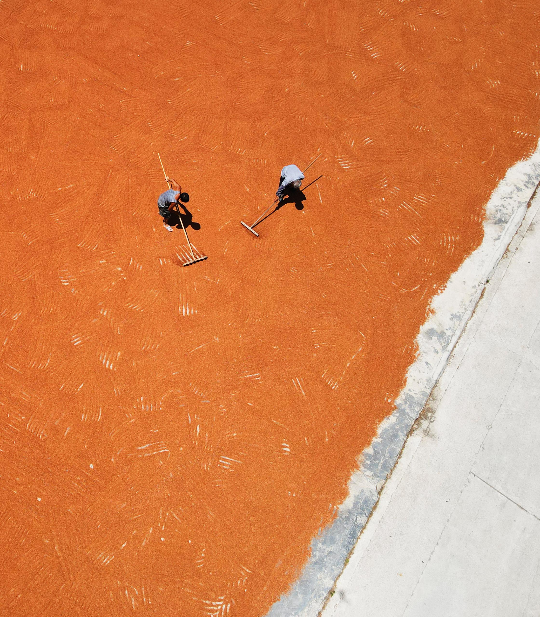 貴州遵義:釀酒高粱映紅小康路