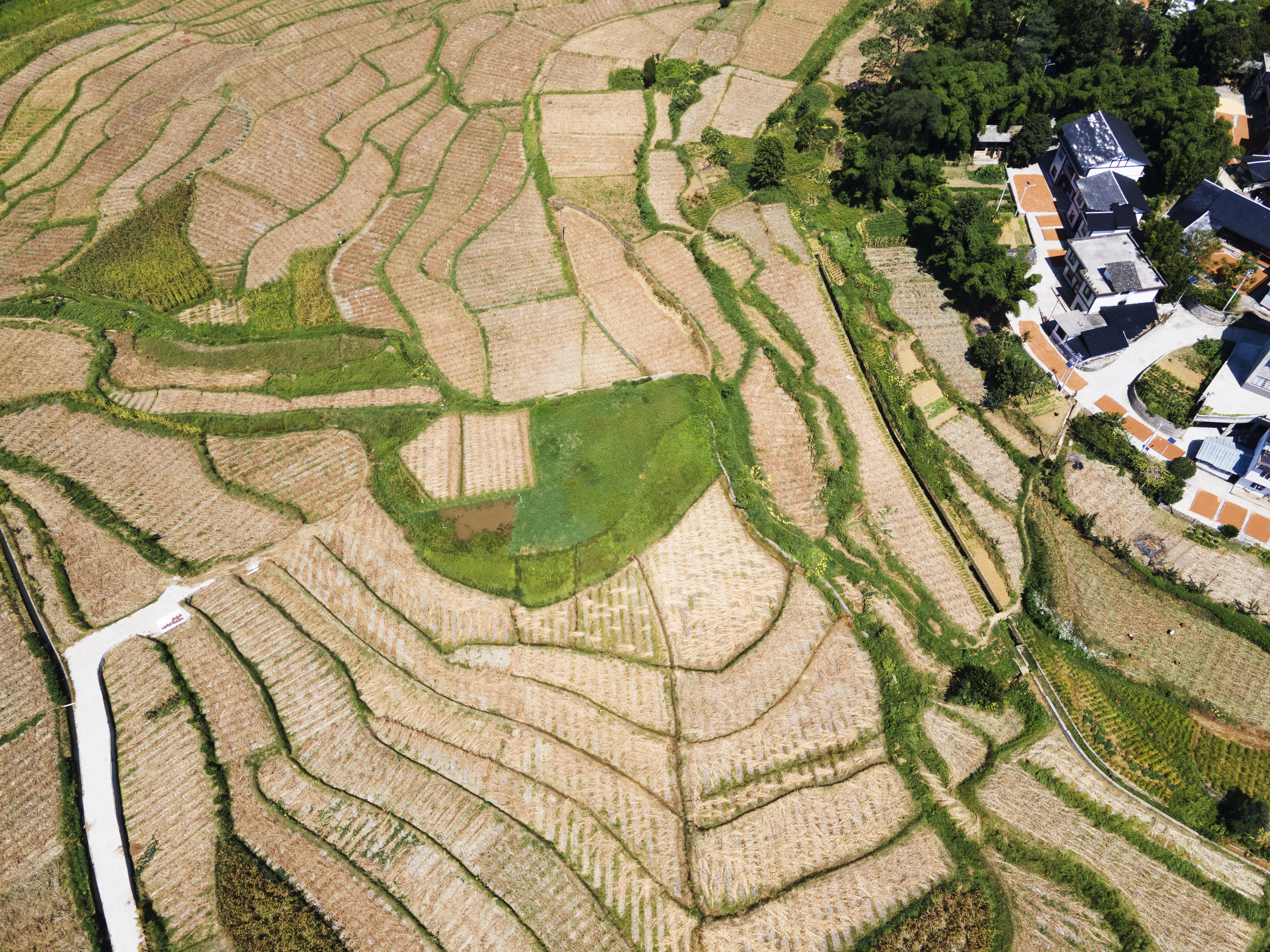 貴州遵義:釀酒高粱映紅小康路