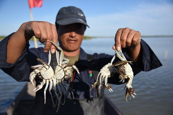 鱼肥蟹美丰收时 新华社客户端 鱼肥蟹美丰收时 新华社客户端