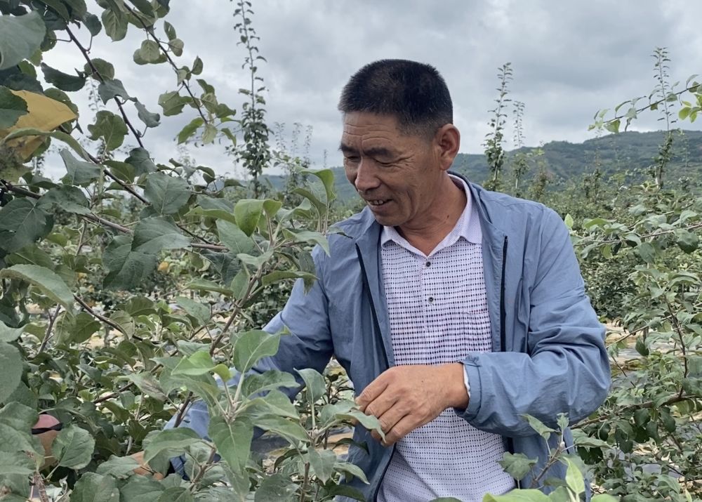 走向我們的小康生活｜一加一減，蘋果“大王”節(jié)約有道