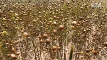 西海固脱贫系列Vlog|小杂粮的大使命