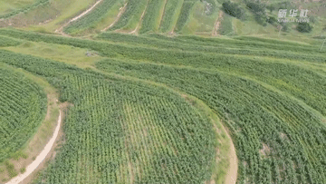 西海固脱贫系列Vlog|小杂粮的大使命