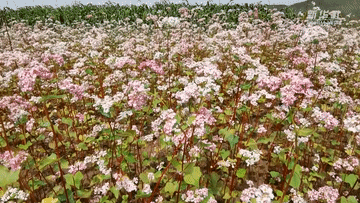 西海固脱贫系列Vlog|小杂粮的大使命