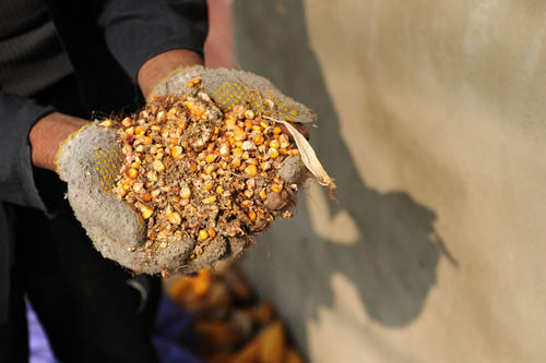 新华视点|农户储粮损失达8%！设施普遍简陋，虫害霉变堪忧