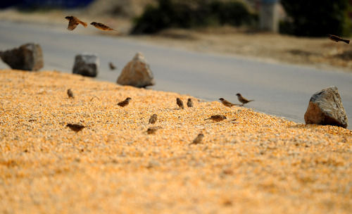 新华视点|农户储粮损失达8%！设施普遍简陋，虫害霉变堪忧
