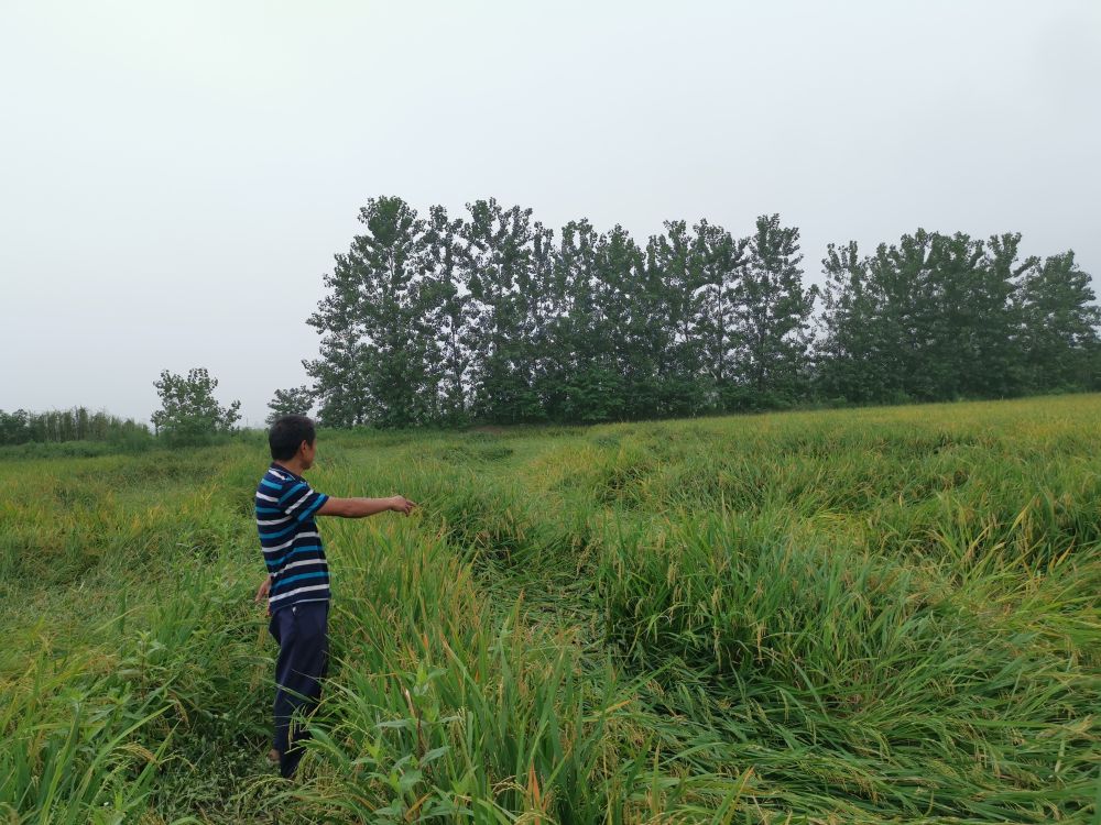 颗粒归仓为何难实现？我国粮食收割环节损失惊人|颗粒归仓为何难实现？我国粮食收割环节损失惊人