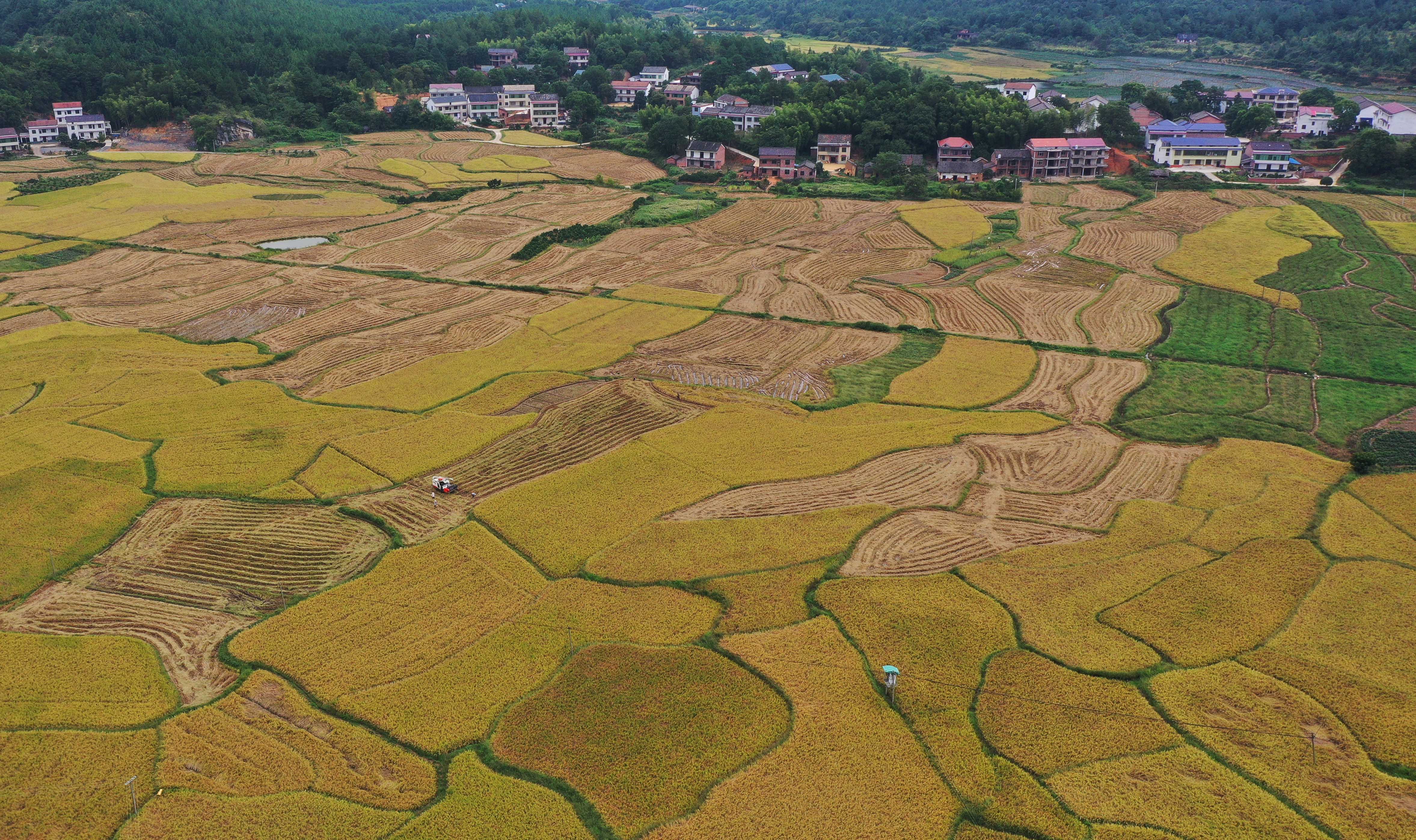 &uarr;9月10日,村民驾驶收割机在衡东县杨林镇的稻田里收割稻谷(无人