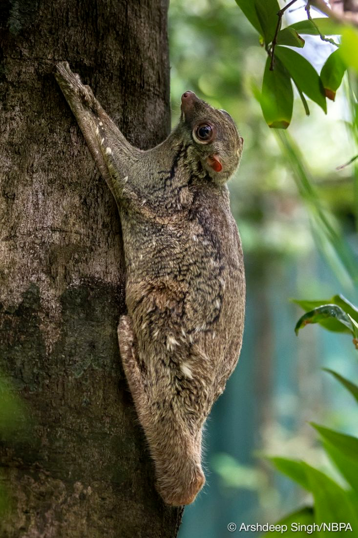 神奇动物在亚洲亚洲最佳自然摄影大奖花落谁家