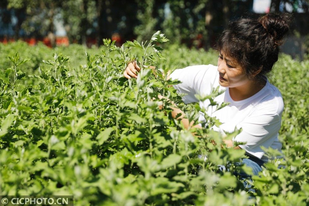 |河南宝丰：小康路上的夫妻“艾”情