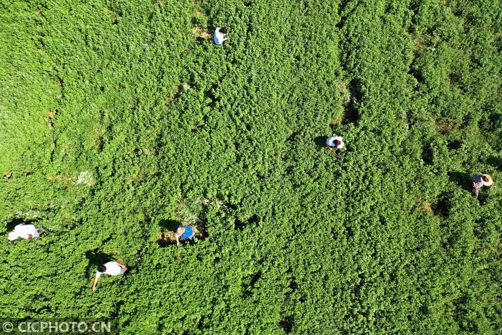 |河南宝丰：小康路上的夫妻“艾”情