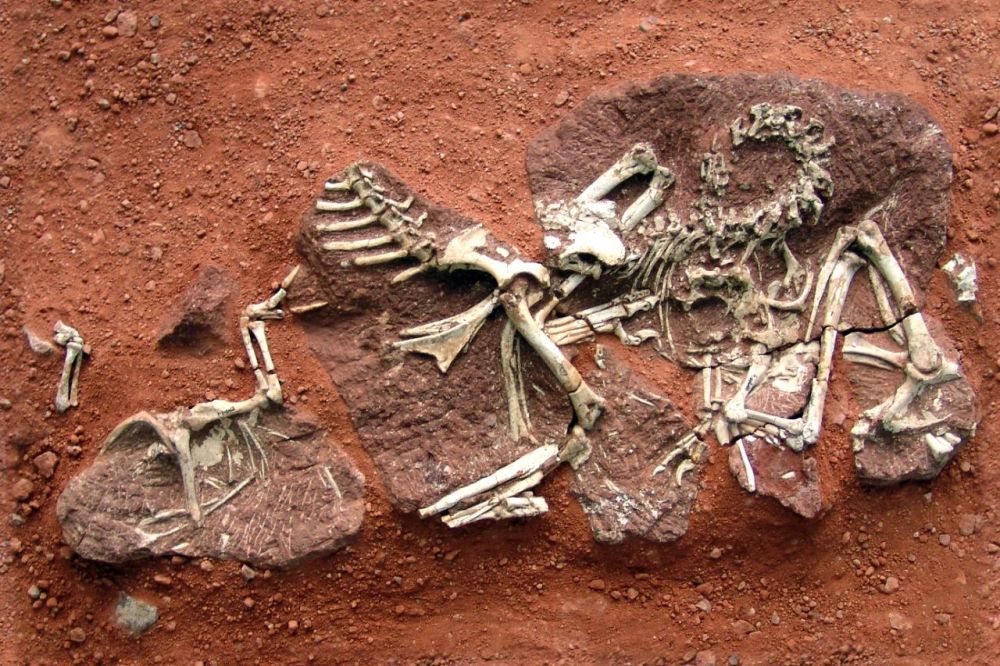 新华社|修个路也能挖到恐龙蛋，这座小城堪称现实版“侏罗纪公园”