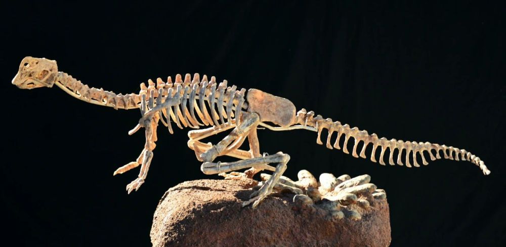 新华社|修个路也能挖到恐龙蛋，这座小城堪称现实版“侏罗纪公园”