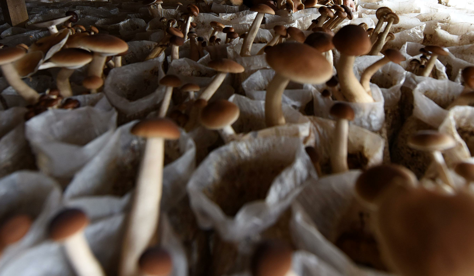 福建建阳:小菌菇托起脱贫致富梦