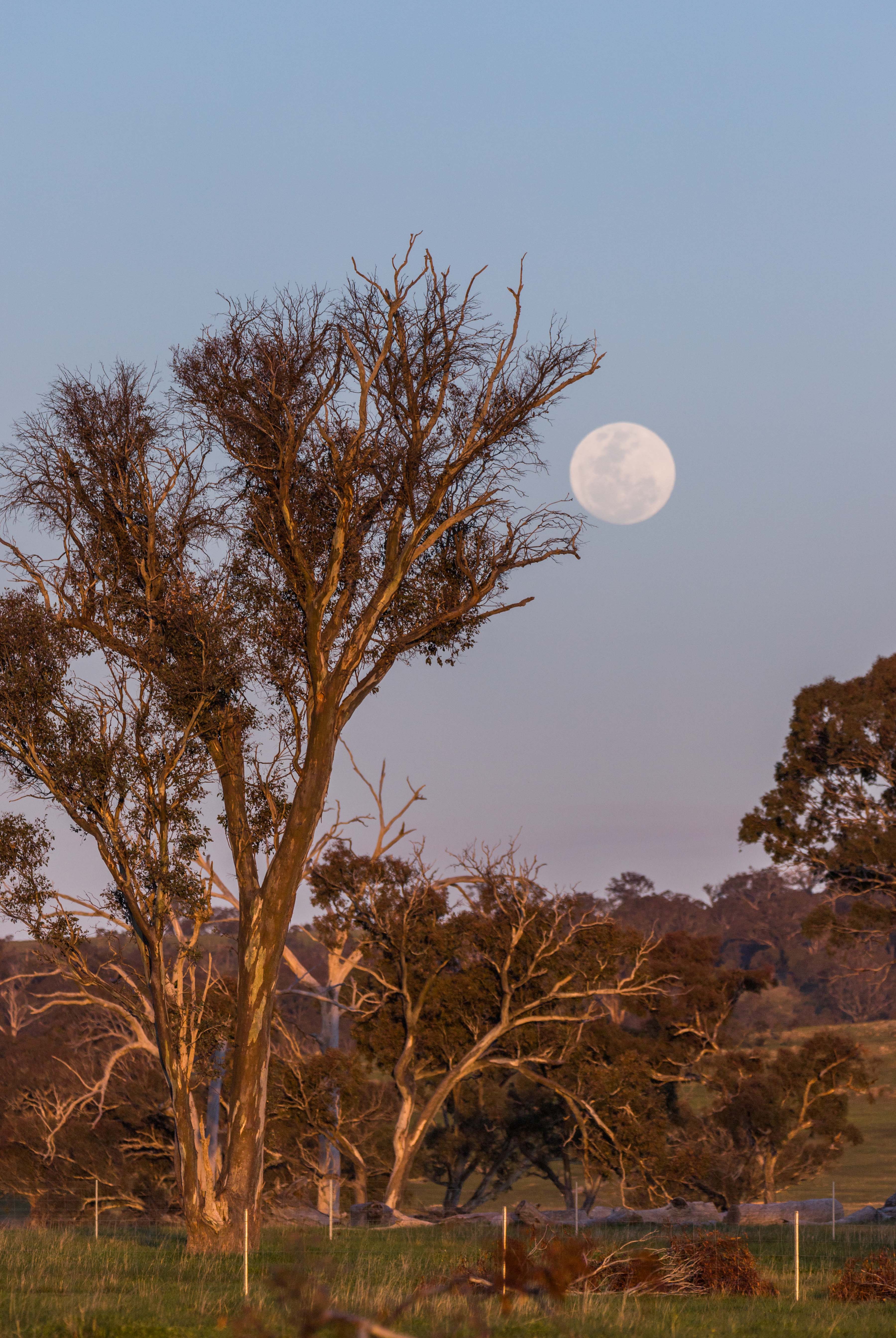 这是2020年10月1日在澳大利亚首都堪培拉拍摄的月亮.