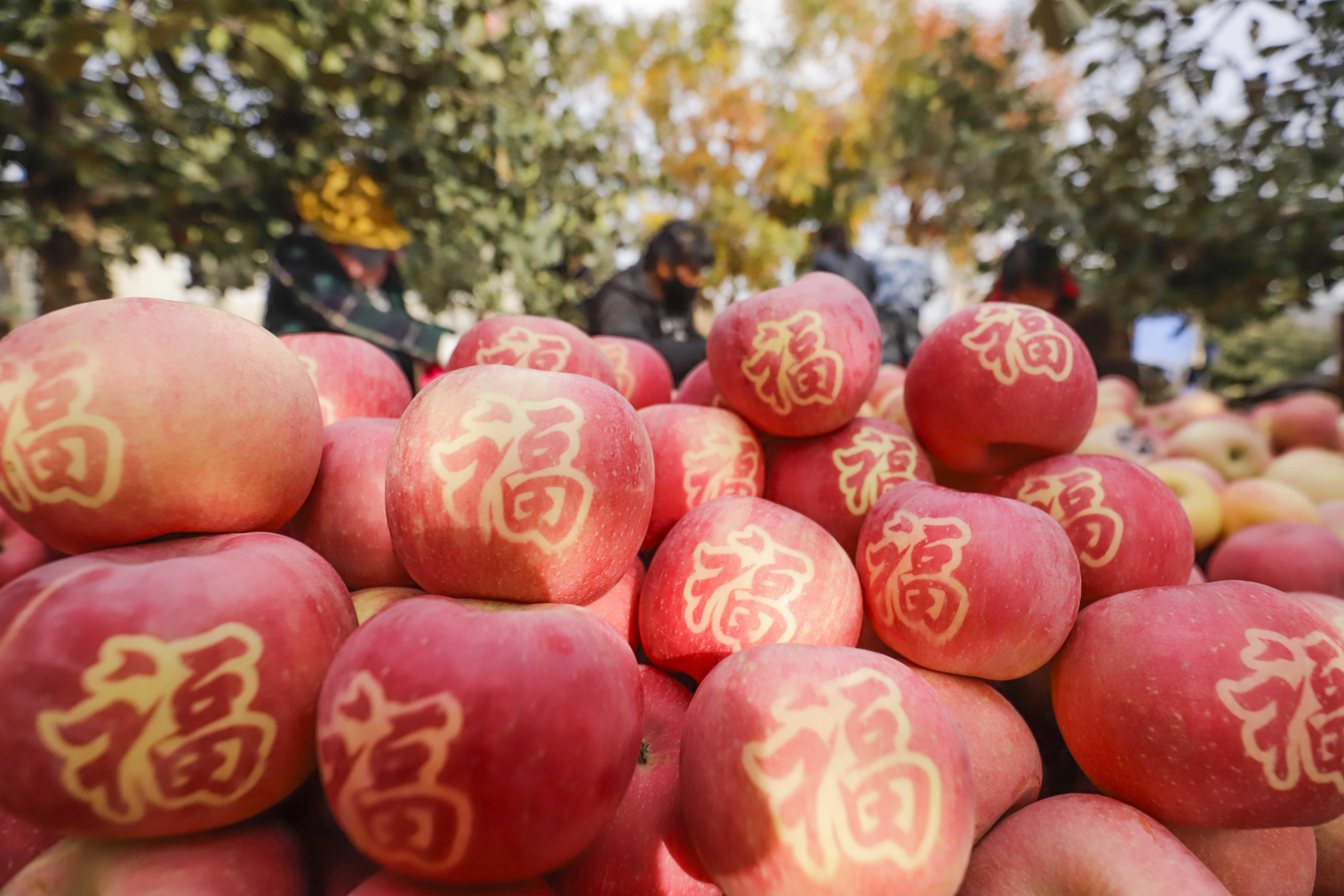 ↑10月29日,河北唐山遵化市东陵满族乡新立村农民在果园精选贴字