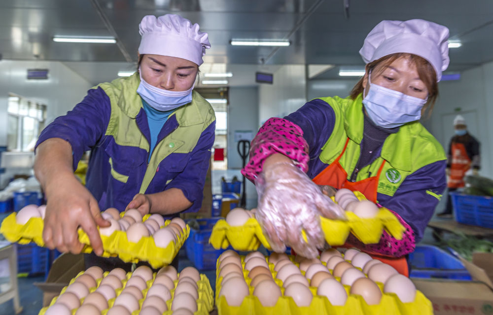 10月28日,贵州省毕节市黔西县一家营养餐配送企业的员工在分装鸡蛋.