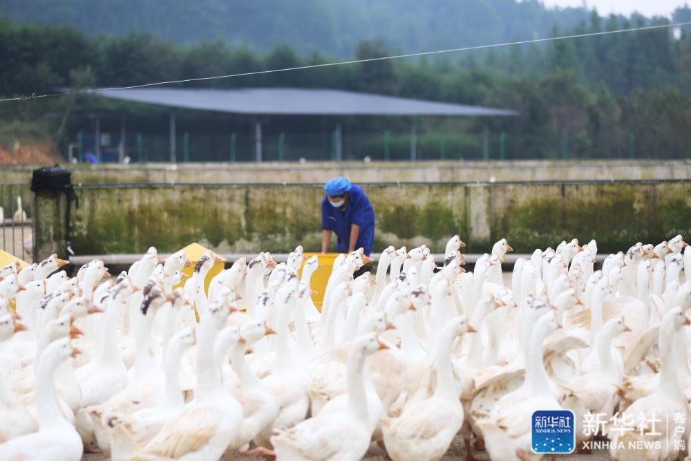 10月13日,员工在贵州省锦屏县铜鼓镇马台生态种鹅养殖基地投放食料.