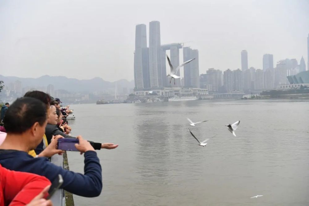 你好！红嘴鸥|你好！红嘴鸥，我们的新朋友