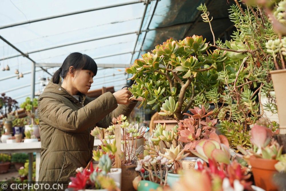 河北巨鹿 多肉苗圃助农增收 河北新闻网 河北巨鹿 多肉苗圃助农增收 河北新闻网