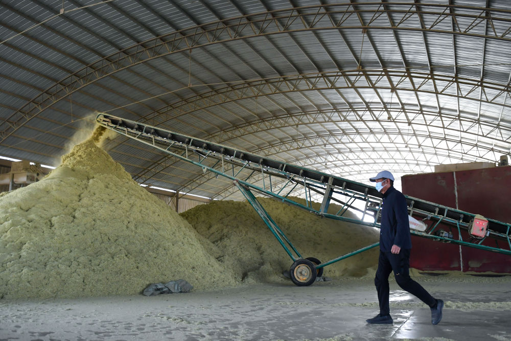 周大顺走在柠条加工厂生产车间(10月26日摄).