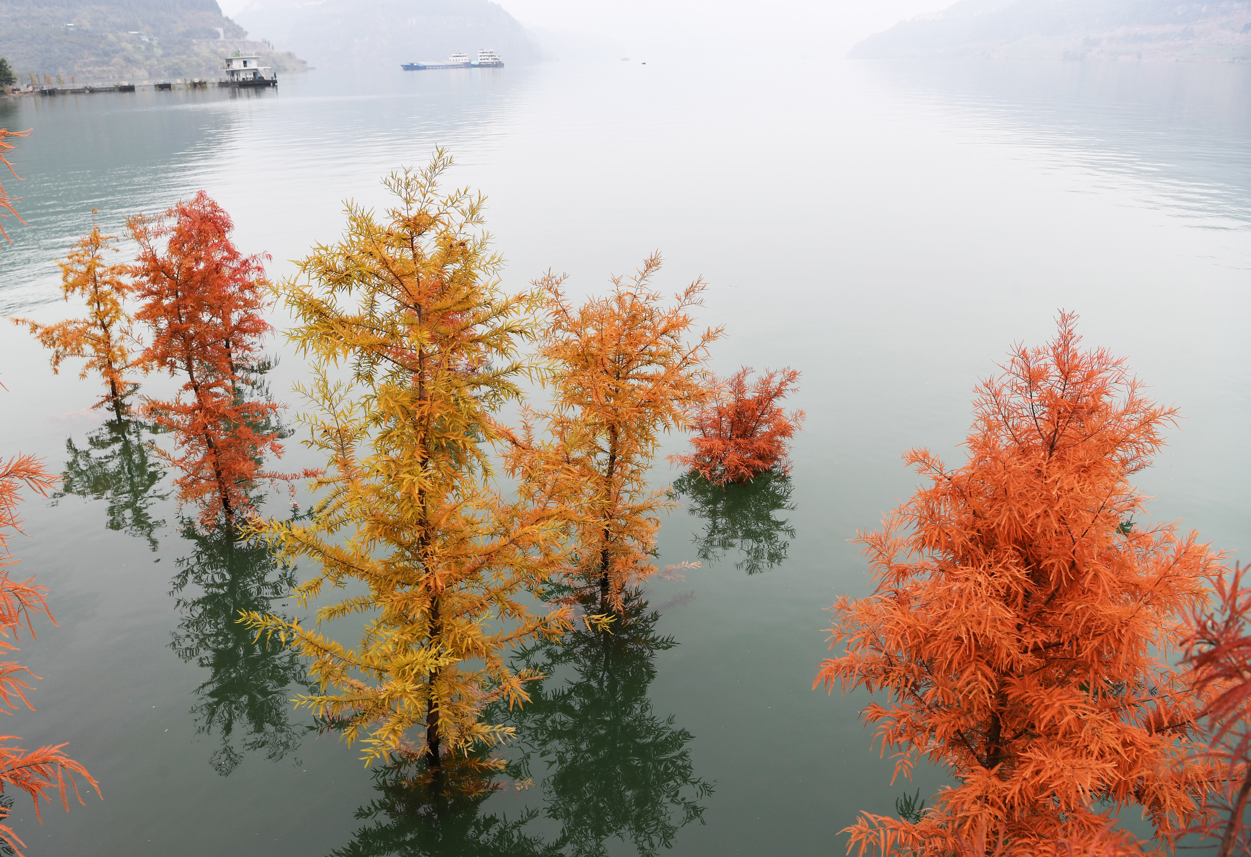 这是12月10日在重庆市万州区大周镇长江边拍摄的"水中彩林"景象.