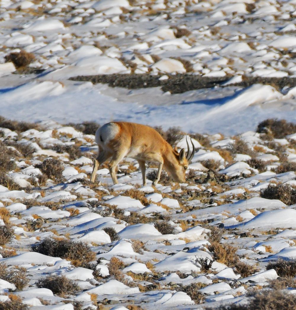 12月23日,一只国家二级保护动物藏原羚在哈尔腾草原上觅食.