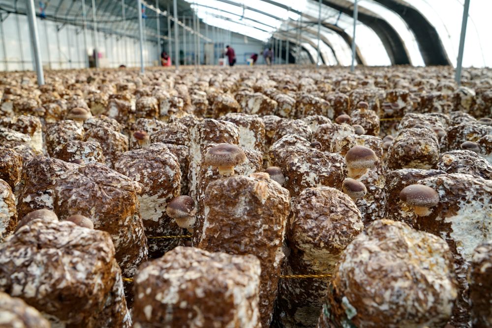 12月18日,滦州市榛子镇水源种植专业合作社的社员在大棚内采收香 .