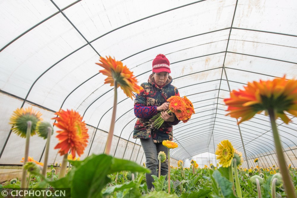 贵州黔西 鲜花香满致富路