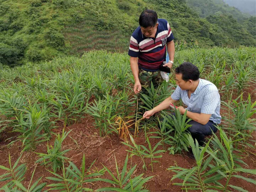 兴义威舍镇人口_兴义威舍镇全景(2)