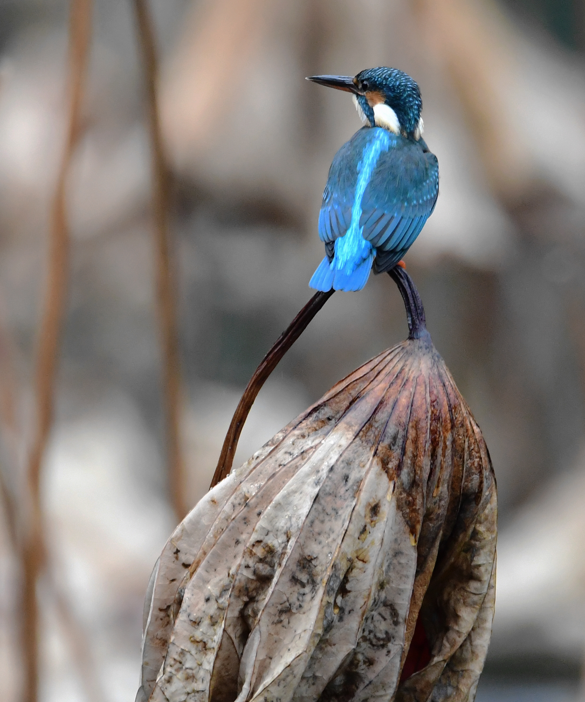 &emsp;&emsp;↑1月5日,一只翠鸟站在残荷上.
