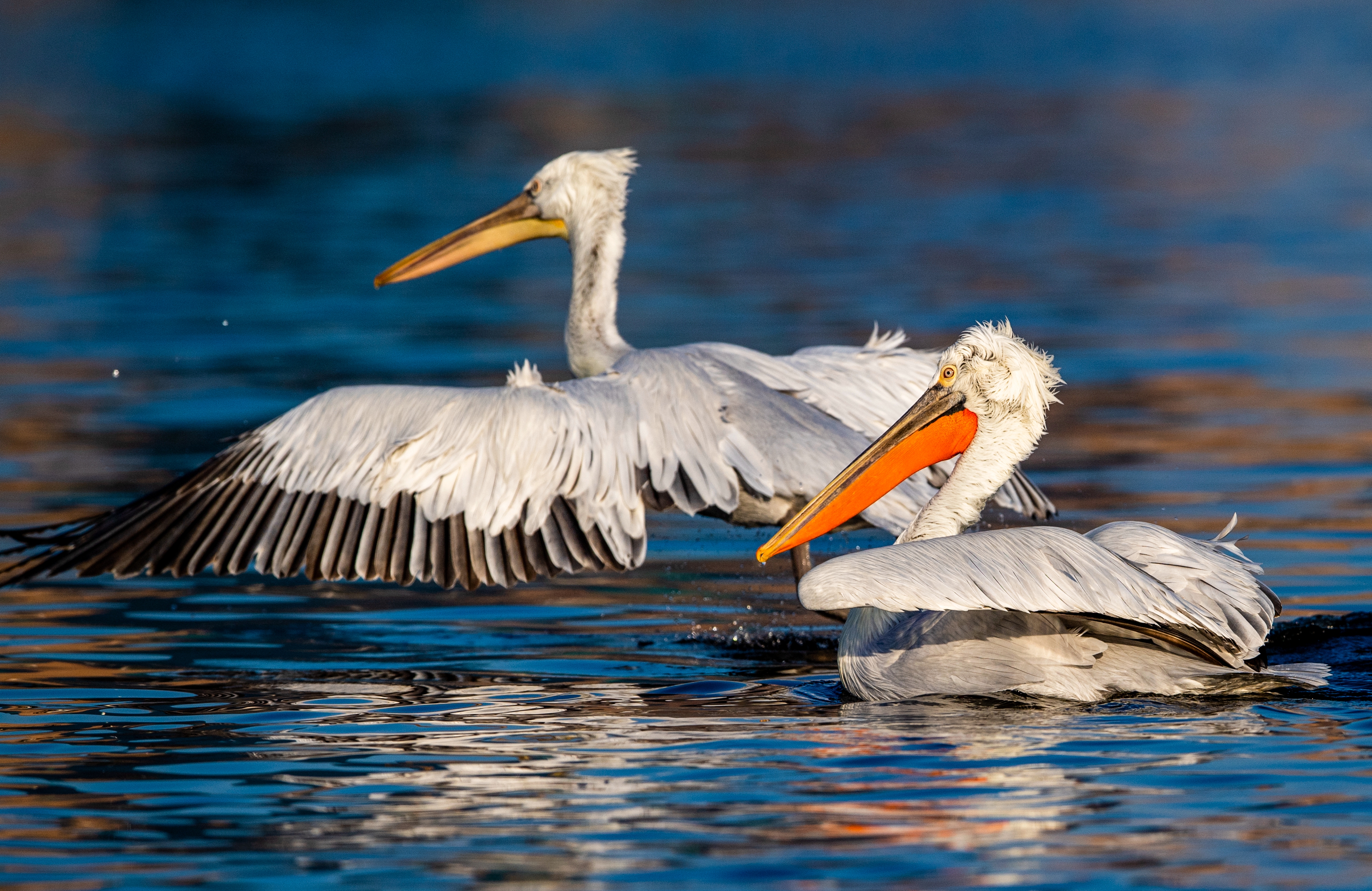卷羽鹈鹕飞抵福建罗源湾越冬