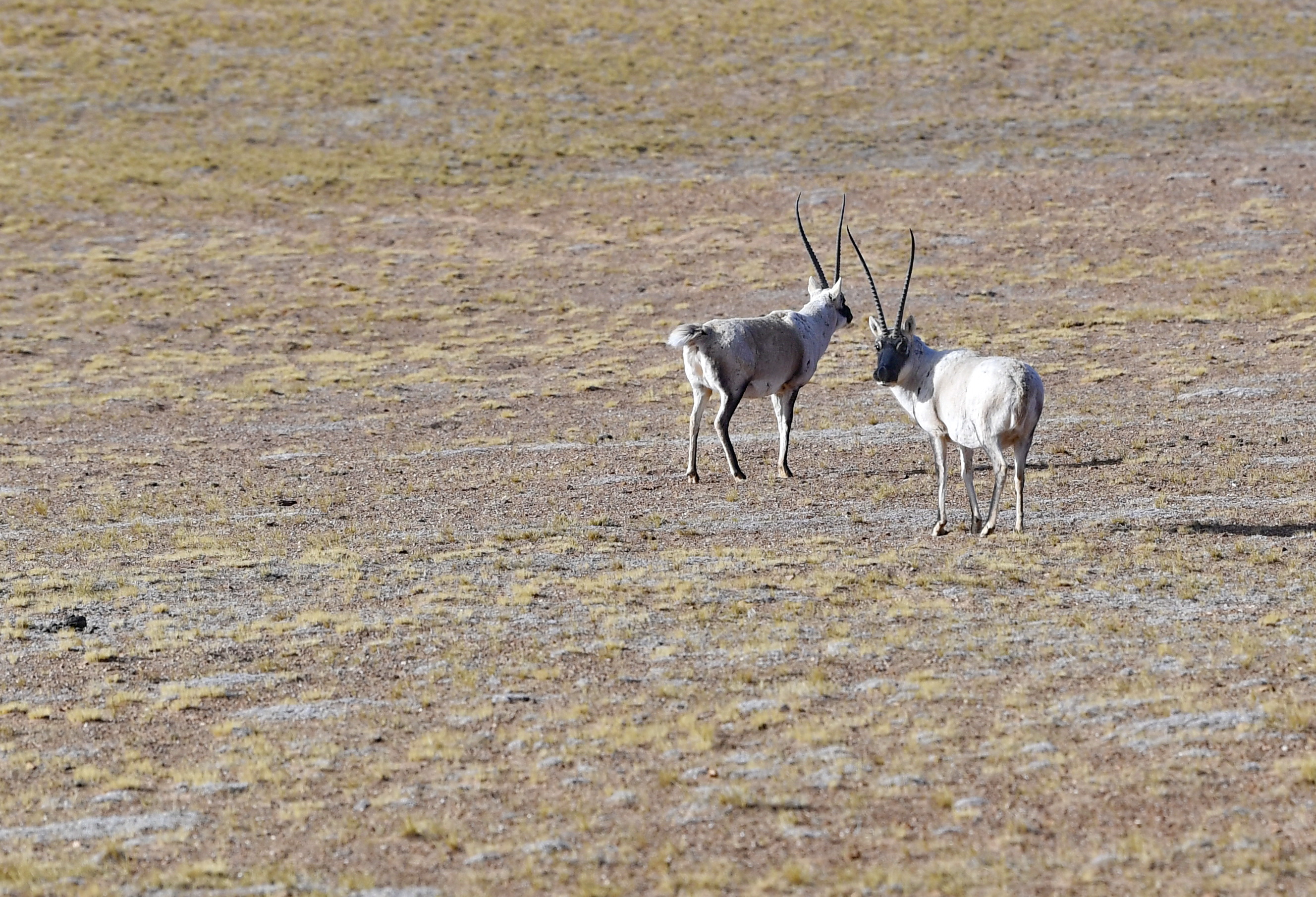 藏北高原上的两只藏羚羊(1月16日摄). 新华社记者 张汝锋  摄