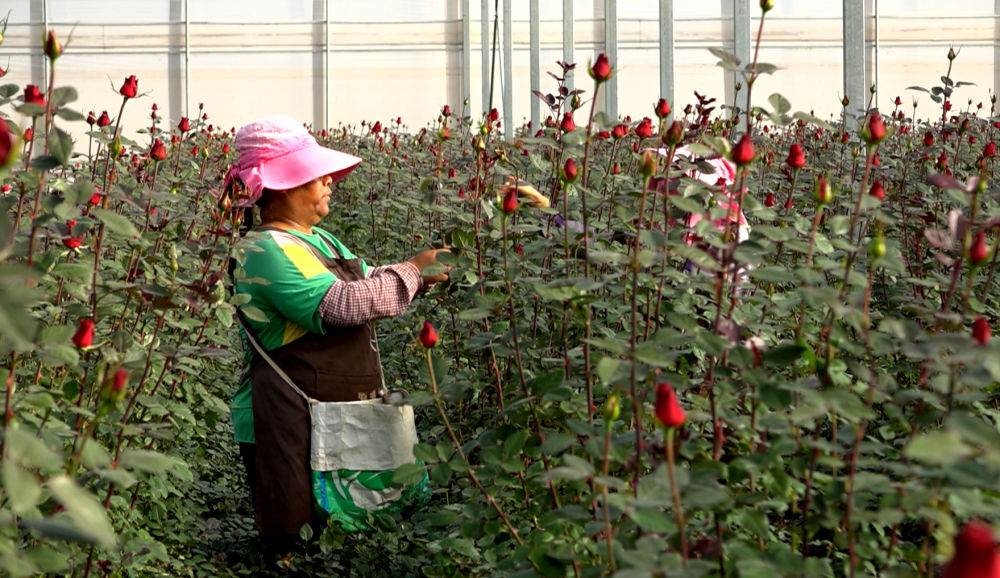 当前位置>新闻频道>县市之窗>村民在鲜切花基地里务工.