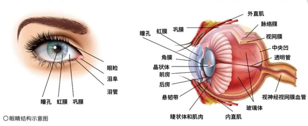 眼球壁有三层,从里到外依次为视网膜,血管膜和纤维膜;屈光系统由无色