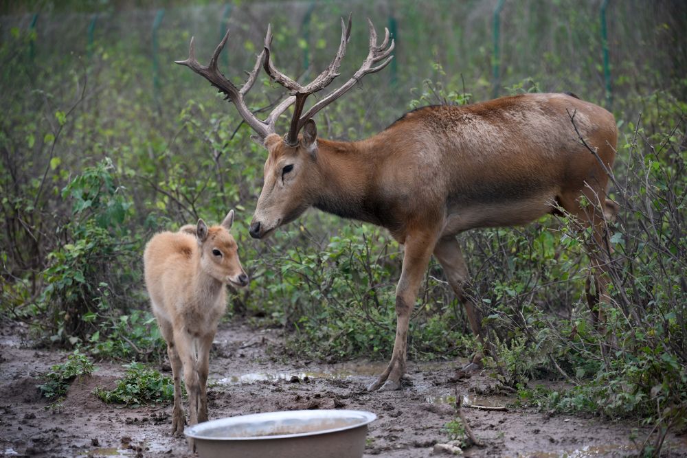 这是在湖南洞庭湖麋鹿和鸟类救护避难所拍摄的被救助的麋鹿“犇犇”(右)和一只小麋鹿(2018年5月23日摄)。新华社记者 李尕 摄 这是在湖南洞庭湖麋鹿和鸟类救护避难所拍摄的被救助的麋鹿“犇犇”(右)和一只小麋鹿(2018年5月23日摄)。新华社记者 李尕 摄