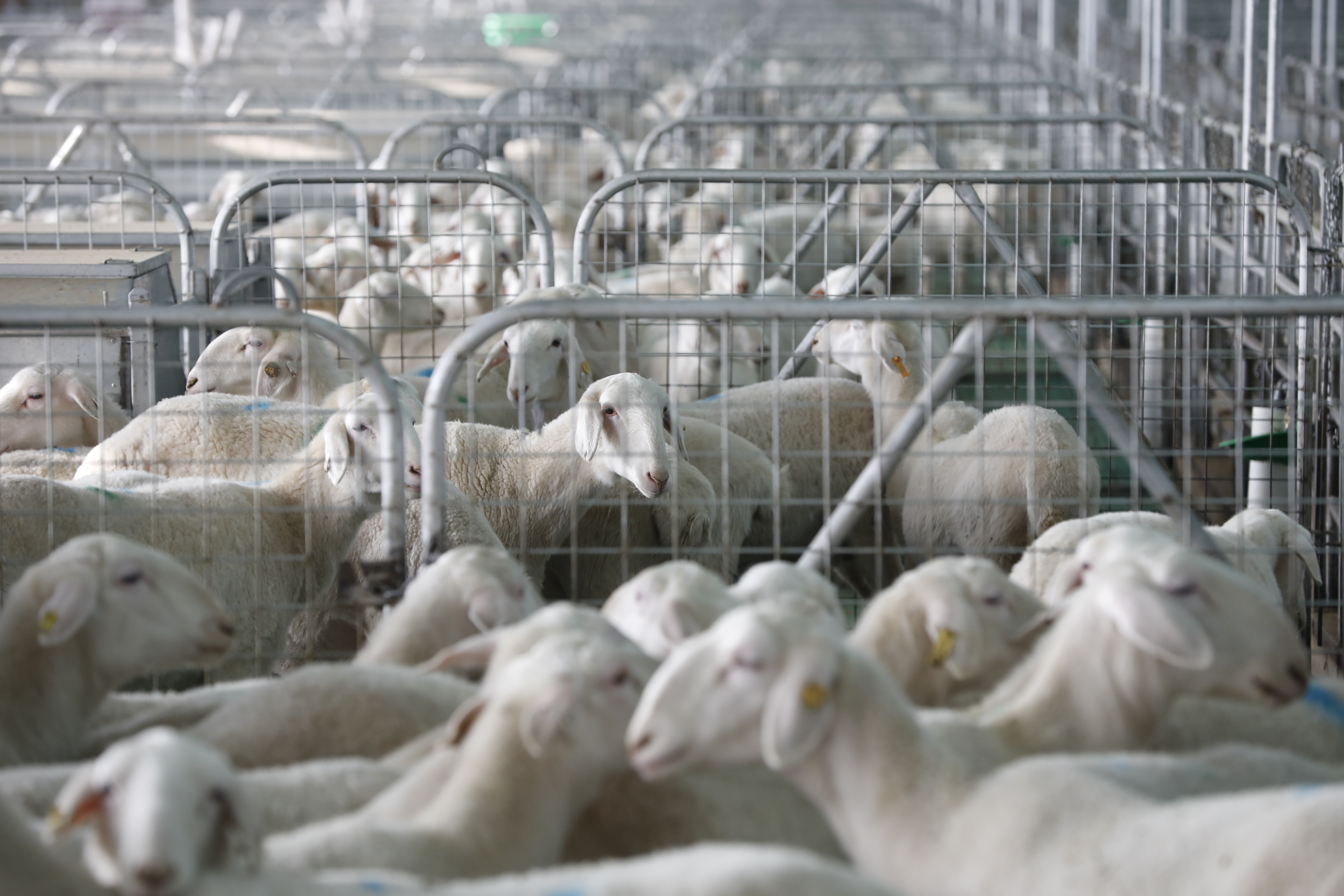 种草养羊走对路 洋洋得意奔小康——甘肃环县羊产业发展纪实