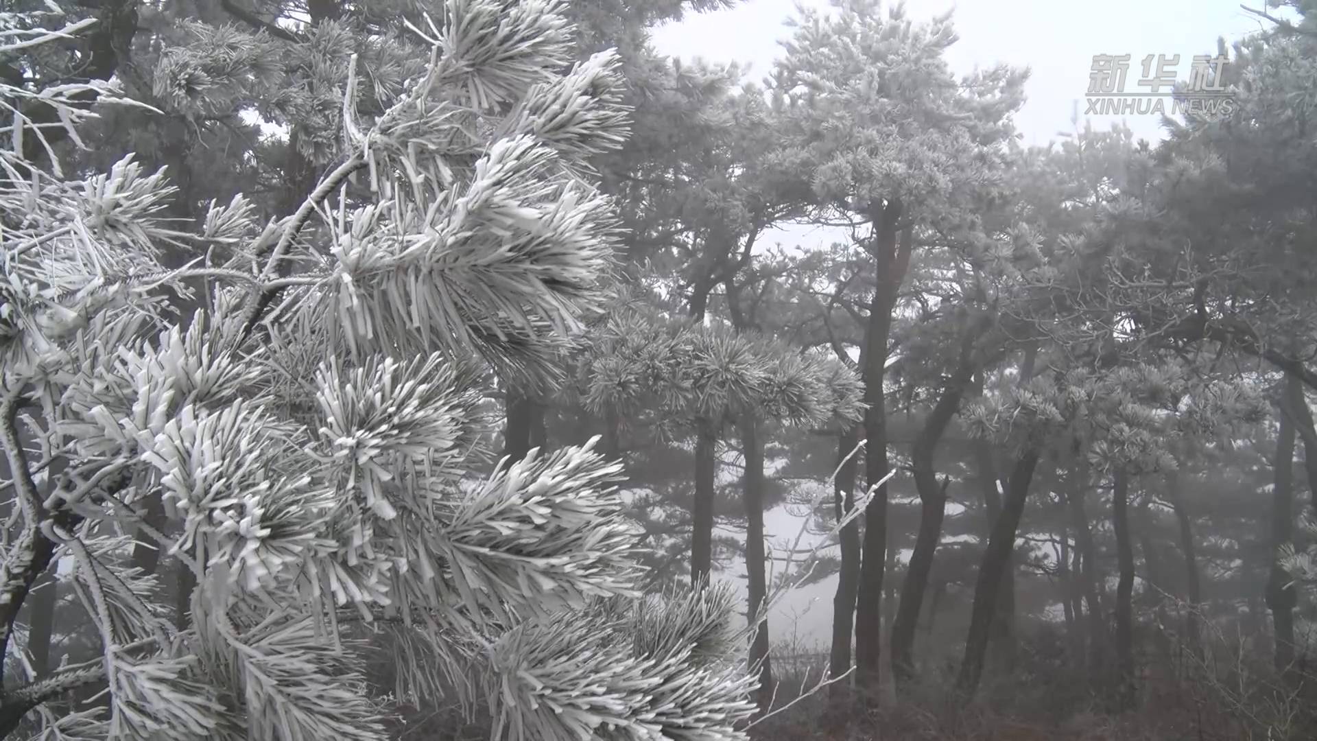 新年首场雾凇让庐山 一夜白头