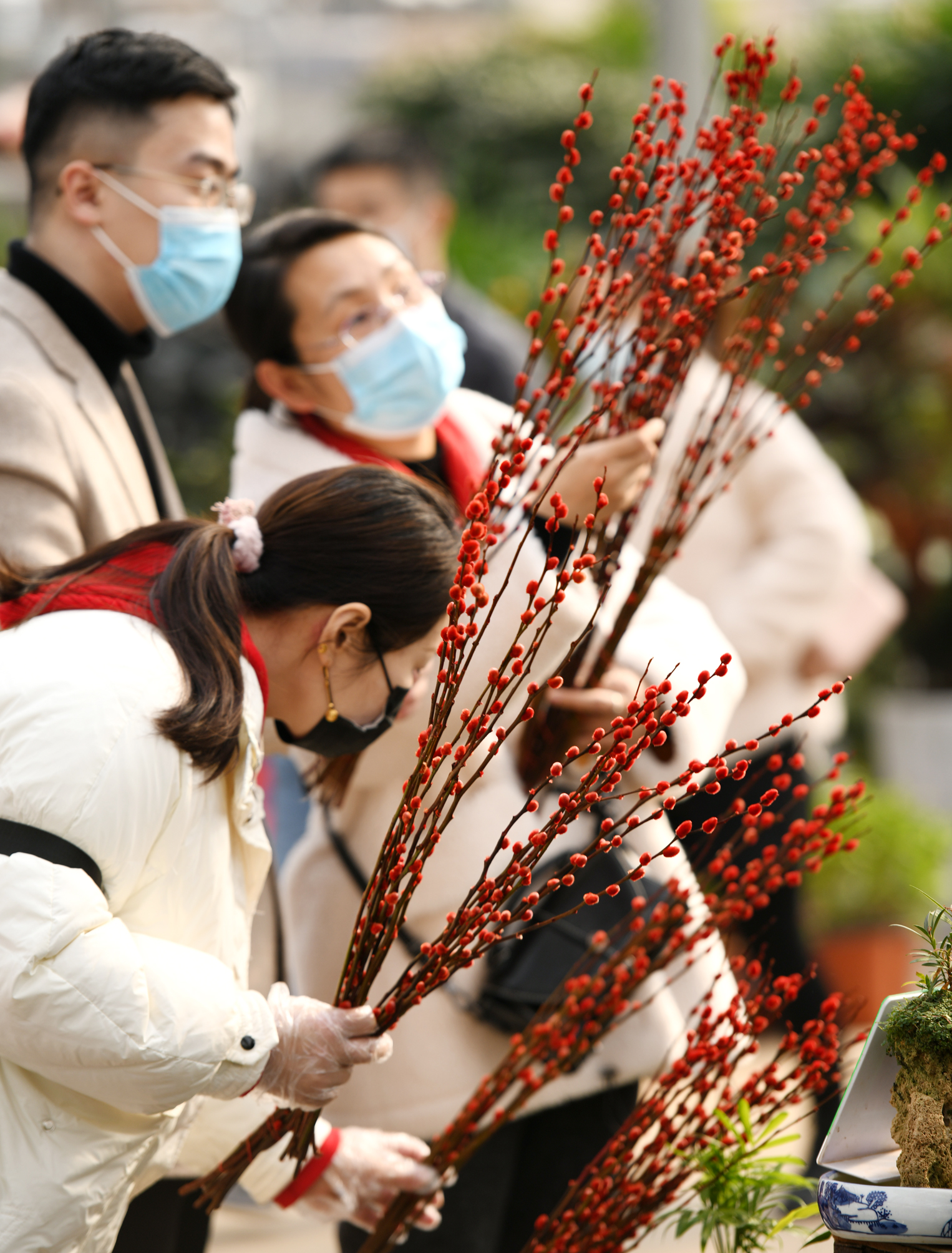 2月8日,市民在河北省石家庄安区肖家营花卉市场一家花店挑选