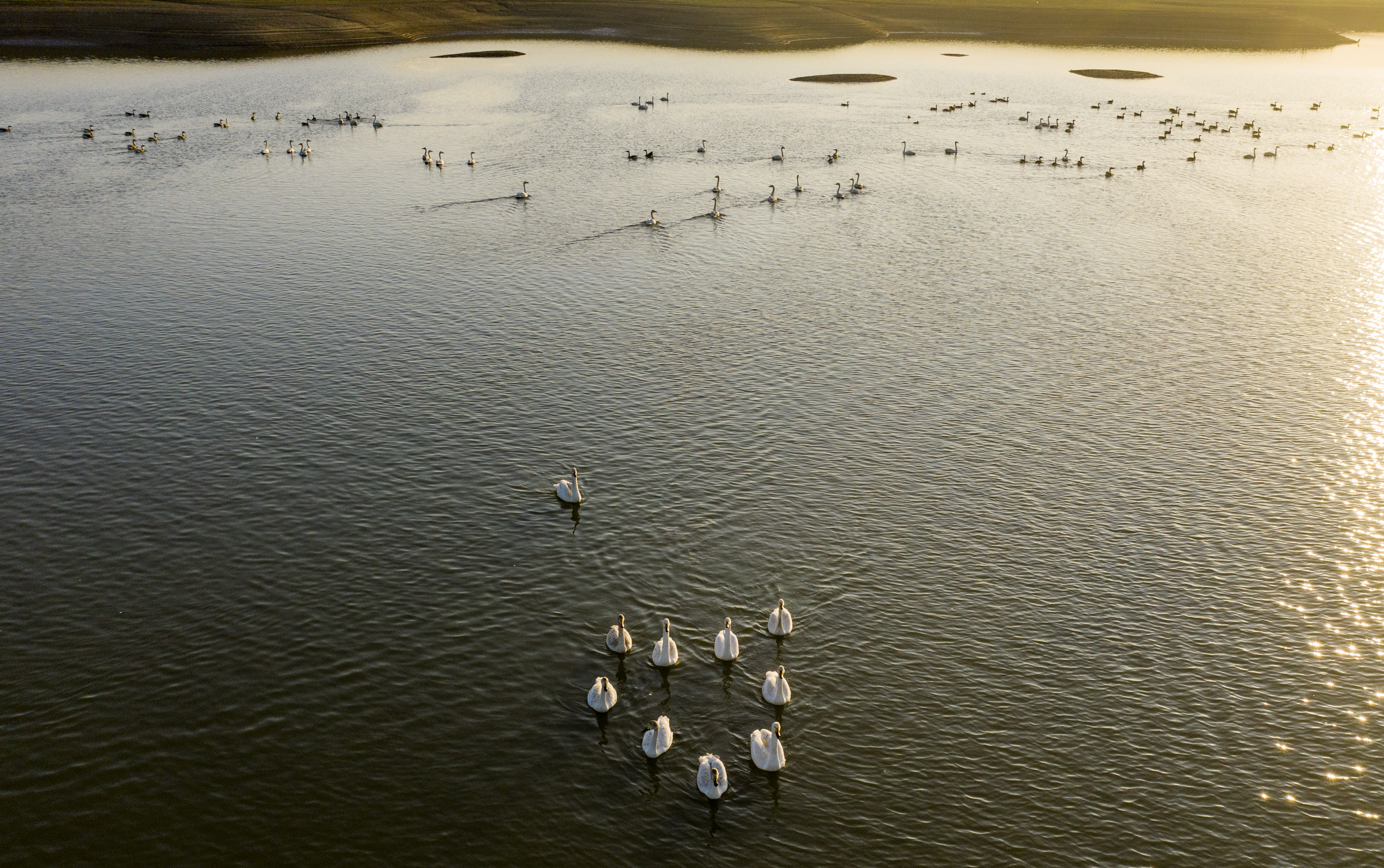 江西鄱阳湖初春天鹅舞