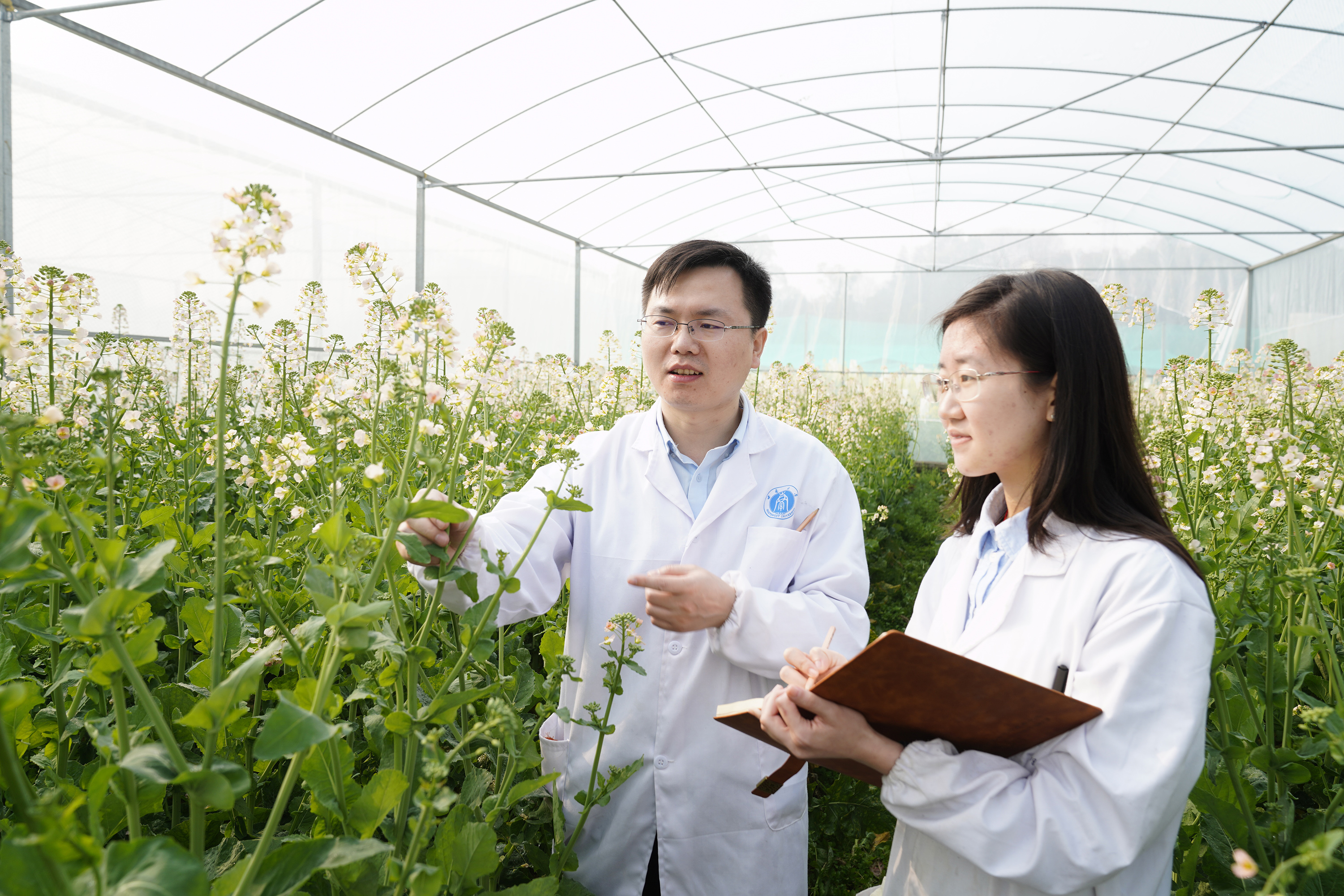 重庆北碚油菜花科研育种忙