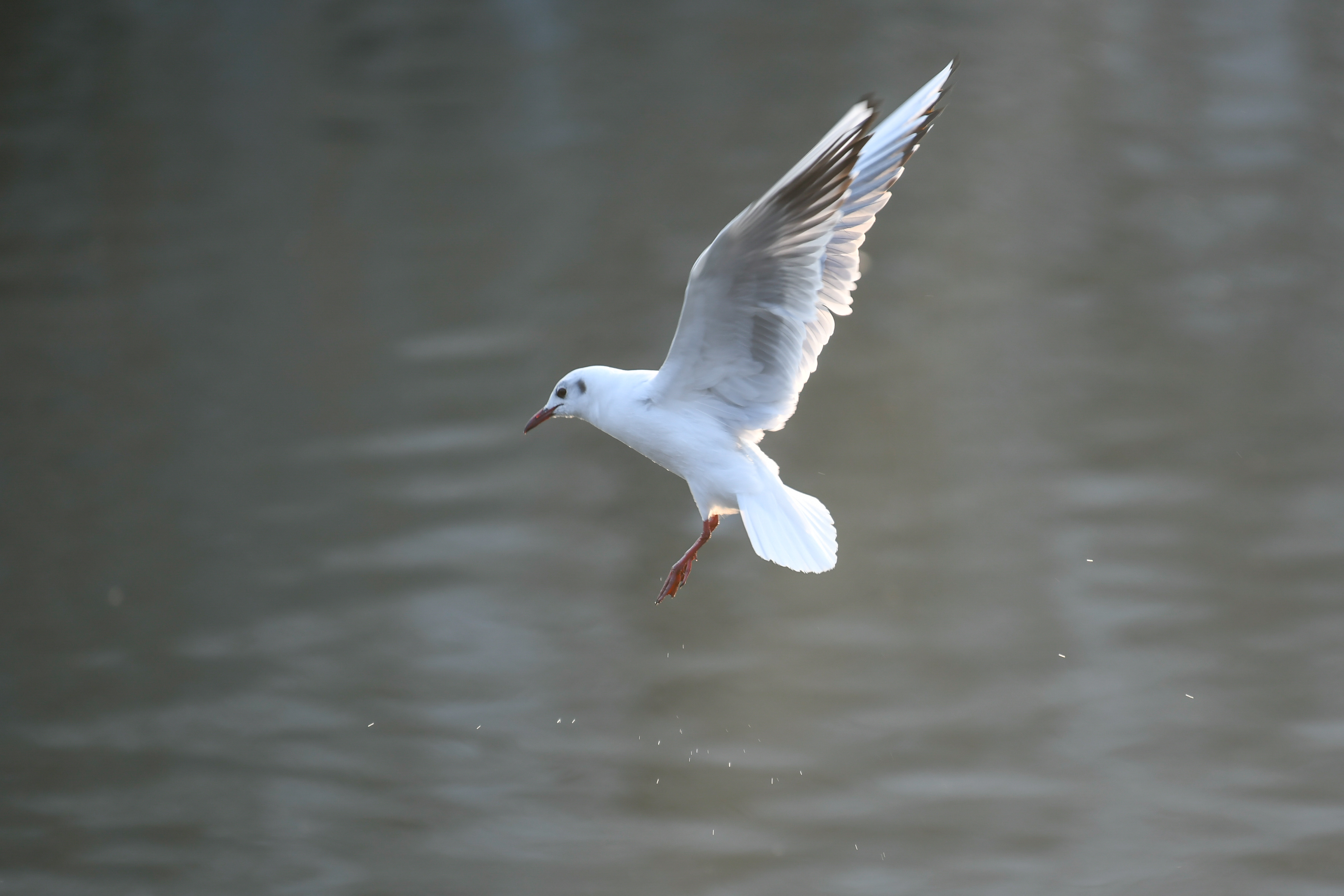 2月27日,一只红嘴鸥在天津市三岔河口附近海河水面上空飞翔.