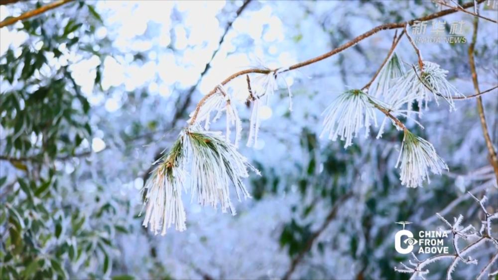 瞰中国丨福建宁化：玉树琼花满山间